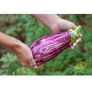 Semillas de berenjena, Pandora (100% Heirloom/No Híbrido/No GMO). 10 semillas aproximadamente.