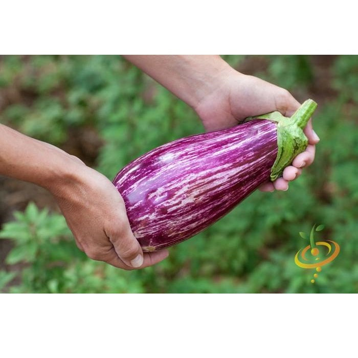 Semillas de berenjena, Pandora (100% Heirloom/No Híbrido/No GMO). 10 semillas aproximadamente.