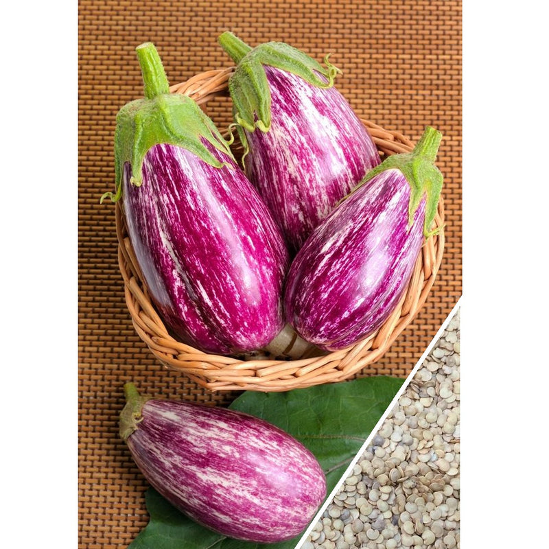 Semillas de berenjena, Pandora (100% Heirloom/No Híbrido/No GMO). 10 semillas aproximadamente.