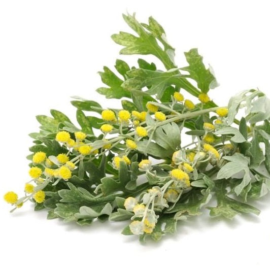 Semillas de ajenjo, Hierba medicinal (100% Heirloom / No Híbrido / No GMO). 300 semillas aprox.