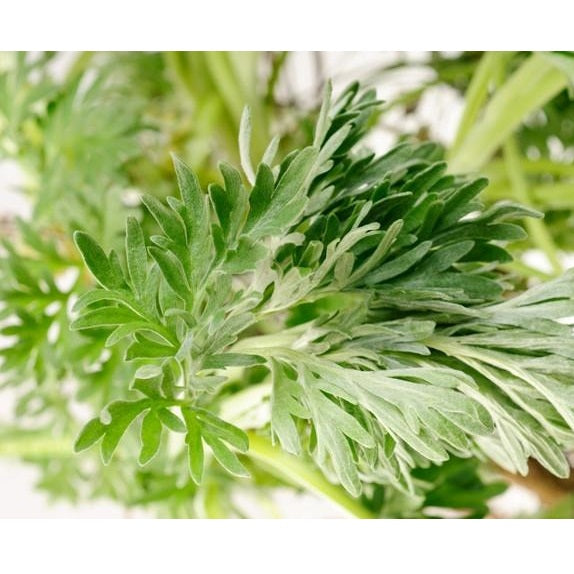 Semillas de ajenjo, Hierba medicinal (100% Heirloom / No Híbrido / No GMO). 300 semillas aprox.