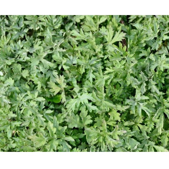 Semillas de ajenjo, Hierba medicinal (100% Heirloom / No Híbrido / No GMO). 300 semillas aprox.