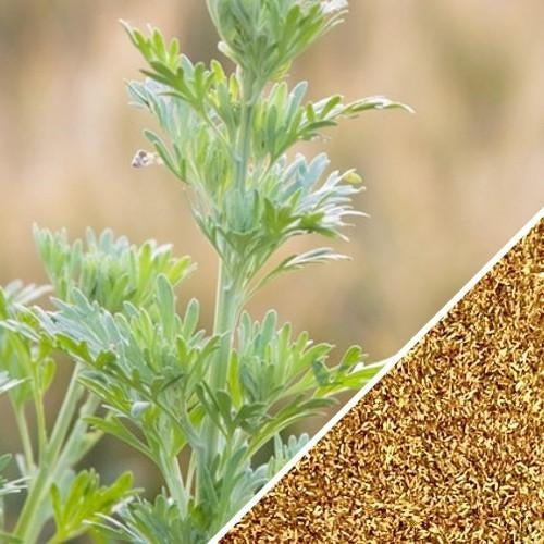 Semillas de ajenjo, Hierba medicinal (100% Heirloom / No Híbrido / No GMO). 300 semillas aprox.