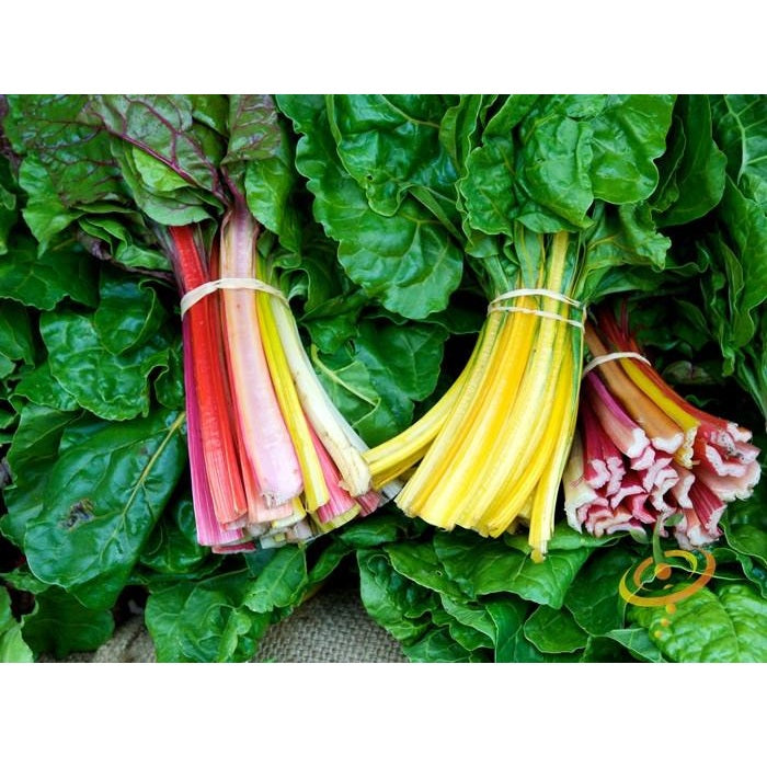 Semillas de acelga arcoíris Suiza (100% Heirloom/No Híbrido/No GMO). 25 semillas aproximadamente