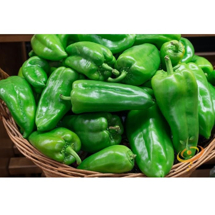 Semillas de aji picante ligero, Ancho Grande (100% Heirloom/No Híbrido/No GMO). 10 semillas aprox.