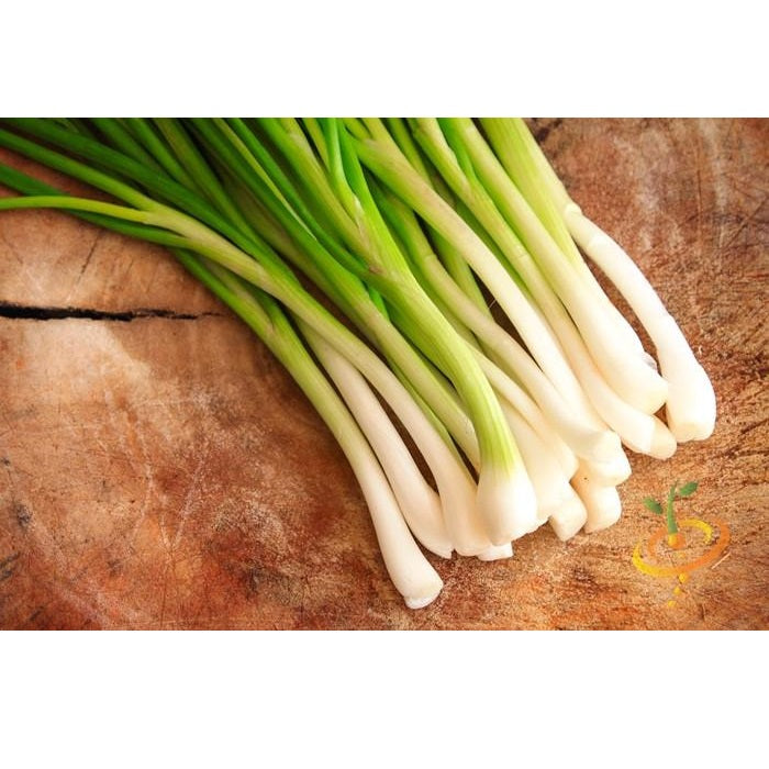 Semillas de cebollin largo, Tokyo White (100% Heirloom/No Híbrido/No GMO). 80 semillas aprox.