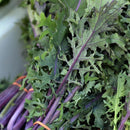 Semillas de col rizada roja, Rusa (100% Heirloom/No Híbrido/No GMO). 50 semillas aproximadamente.