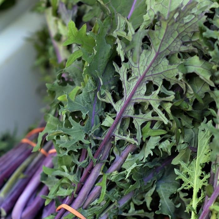 Semillas de col rizada roja, Rusa (100% Heirloom/No Híbrido/No GMO). 50 semillas aproximadamente.