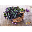 Semillas de col rizada roja, Rusa (100% Heirloom/No Híbrido/No GMO). 50 semillas aproximadamente.