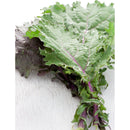 Semillas de col rizada roja, Rusa (100% Heirloom/No Híbrido/No GMO). 50 semillas aproximadamente.