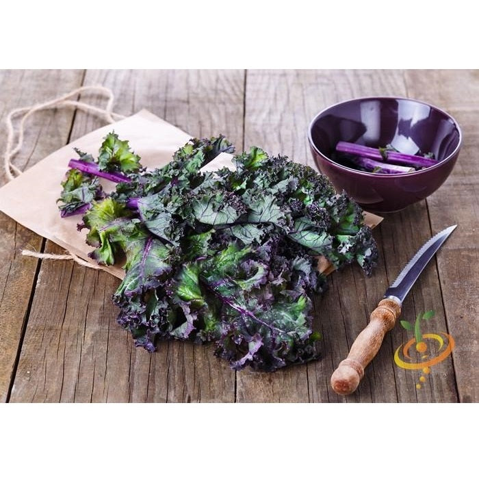 Semillas de col rizada roja, Rusa (100% Heirloom/No Híbrido/No GMO). 50 semillas aproximadamente.