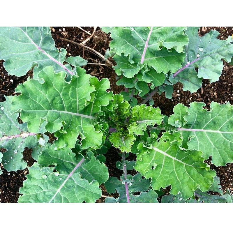 Semillas de col rizada roja, Rusa (100% Heirloom/No Híbrido/No GMO). 50 semillas aproximadamente.