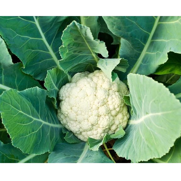 Semillas de coliflor, todo el año (100% Heirloom/No Híbrido/No GMO). 70 semillas aproximadamente.
