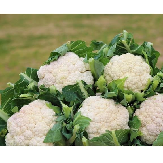 Semillas de coliflor, todo el año (100% Heirloom/No Híbrido/No GMO). 70 semillas aproximadamente.