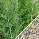 Semillas de eneldo, Ramo (100% Heirloom/No Híbrido/No GMO). 100 semillas aproximadamente.