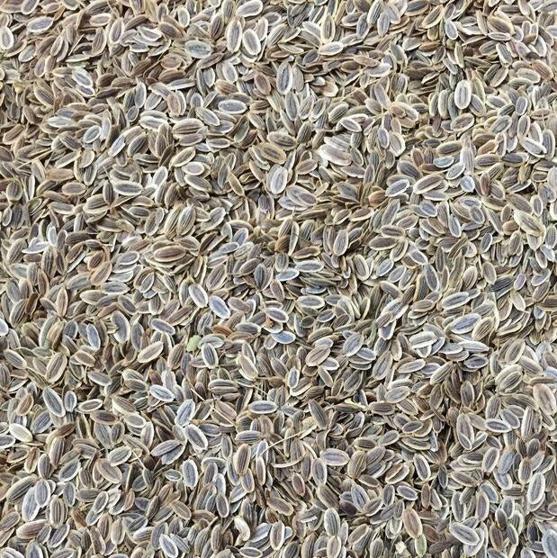 Semillas de eneldo, Ramo (100% Heirloom/No Híbrido/No GMO). 100 semillas aproximadamente.