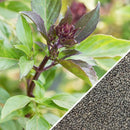 Semillas de albahaca regaliz (100% Heirloom/No Híbrido/No GMO). 50 semillas aproximadamente.