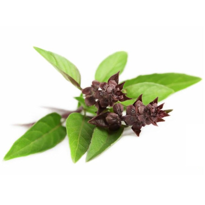 Semillas de albahaca regaliz (100% Heirloom/No Híbrido/No GMO). 50 semillas aproximadamente.