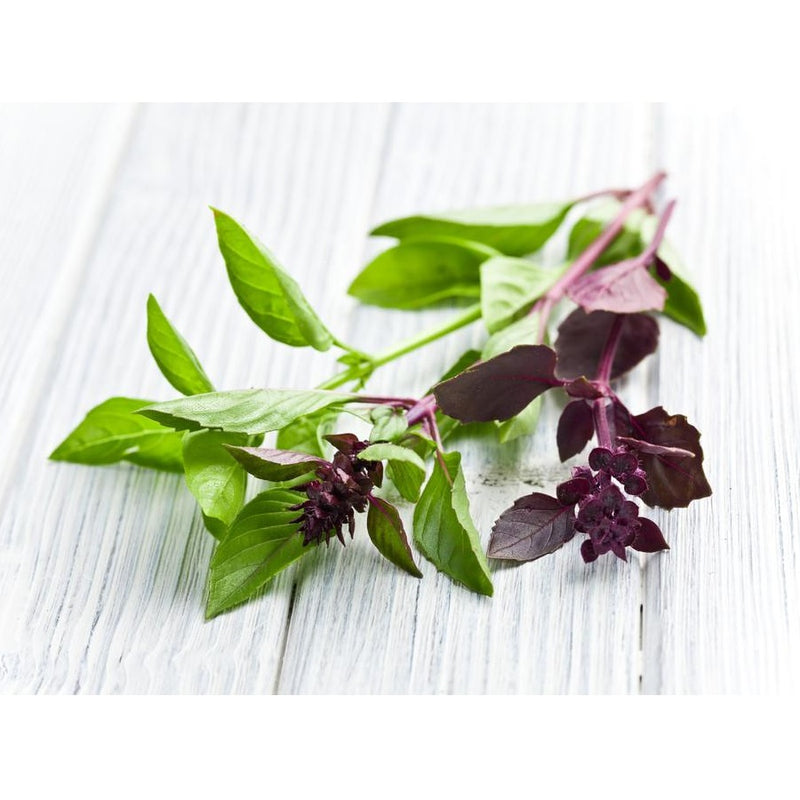 Semillas de albahaca, Canela (100% Heirloom/No Híbrido/No GMO). 50 semillas aproximadamente.