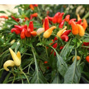 Semillas de aji (HOT) Nu Mex Twilight (100% Heirloom/No Híbrido/No GMO). 15 semillas aprox.