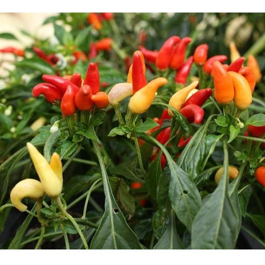 Semillas de aji (HOT) Nu Mex Twilight (100% Heirloom/No Híbrido/No GMO). 15 semillas aprox.