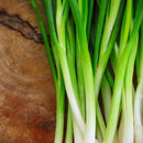 Semillas de cebollin, Lisbon (100% Heirloom/No Híbrido/No GMO). 100 semillas aproximadamente.