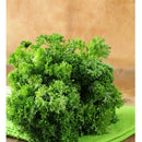 Semillas de perejil rizado, triple musgo (100% Heirloom/No Híbrido/No GMO). 50 semillas aprox.