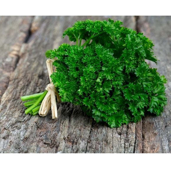 Semillas de perejil rizado, triple musgo (100% Heirloom/No Híbrido/No GMO). 50 semillas aprox.