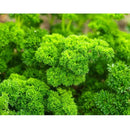 Semillas de perejil rizado, triple musgo (100% Heirloom/No Híbrido/No GMO). 50 semillas aprox.