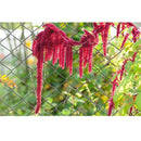 Semillas de amaranto, granate rojo (100% Heirloom/No Híbrido/No GMO). 80 semillas aproximadamente.