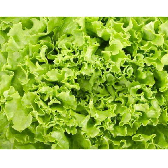 Semillas de lechuga, Simpson (100% Heirloom/No Híbrido/No GMO). 130 semillas aproximadamente.