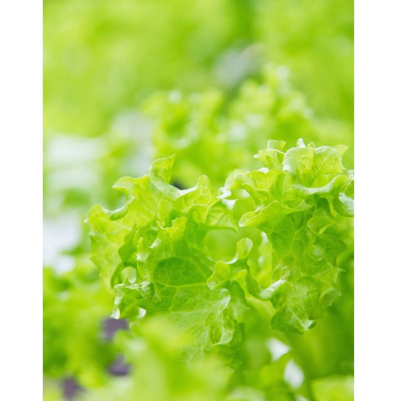 Semillas de lechuga, Simpson (100% Heirloom/No Híbrido/No GMO). 130 semillas aproximadamente.