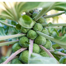 Semillas de coles de bruselas (100% Heirloom / No híbrido / No GMO). 15 semillas aproximadamente.