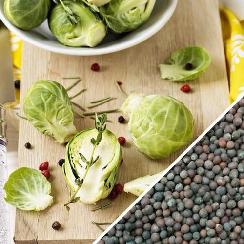 Semillas de coles de bruselas (100% Heirloom / No híbrido / No GMO). 15 semillas aproximadamente.