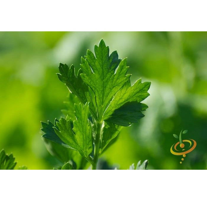 Semillas de apio, Tendercrisp (100% Heirloom/No Híbrido/No GMO). 200 semillas aproximadamente.