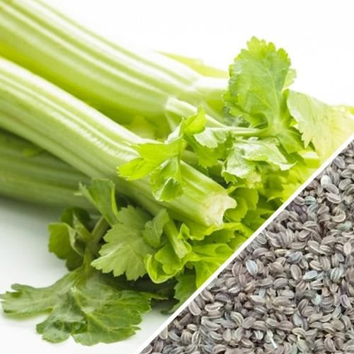 Semillas de apio, Tendercrisp (100% Heirloom/No Híbrido/No GMO). 200 semillas aproximadamente.