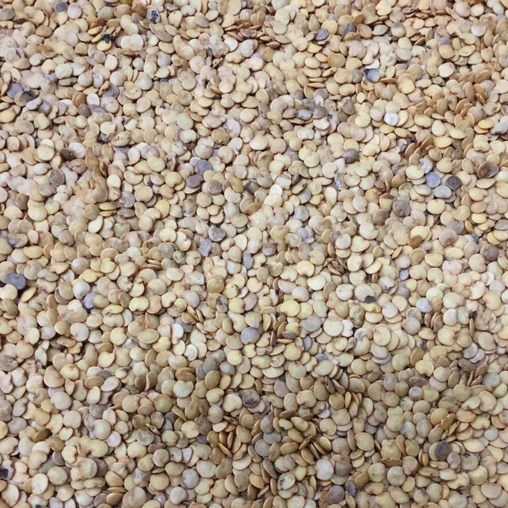 Semillas de berenjena, Belleza negra (100% Heirloom/No Híbrido/No GMO). 50 semillas aproximadamente.