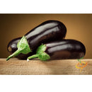 Semillas de berenjena, Belleza negra (100% Heirloom/No Híbrido/No GMO). 50 semillas aproximadamente.