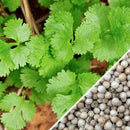 Semillas de cilantro (100% Heirloom/No Híbrido/No GMO). 500 semillas aproximadamente.