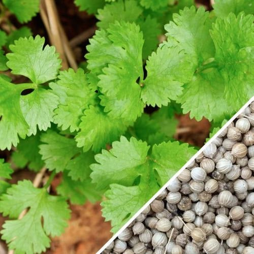 Semillas de cilantro (100% Heirloom/No Híbrido/No GMO). 500 semillas aproximadamente.