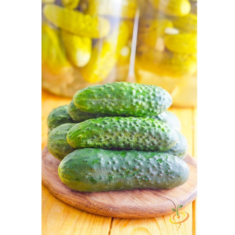Semillas de pepinillos organicos (100% Heirloom / No híbrido / No GMO). 10 semillas aproximadamente.