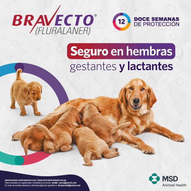 Bravecto de 500mg para perros medianos (10-20kg)
